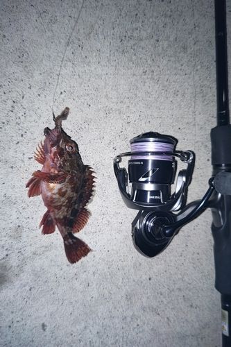 アラカブの釣果