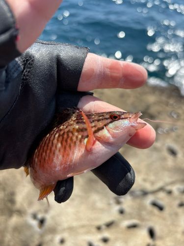 アカササノハベラの釣果