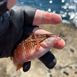 アカササノハベラ