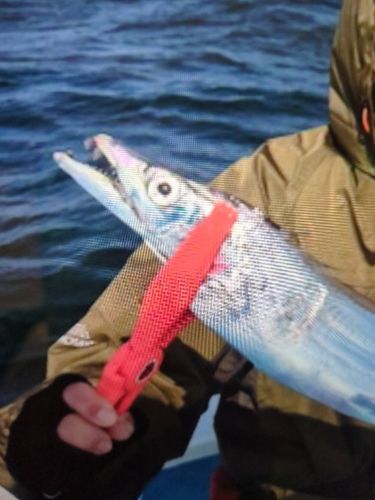 タチウオの釣果