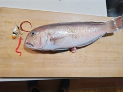 シロアマダイの釣果