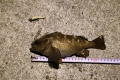 ガヤの釣果