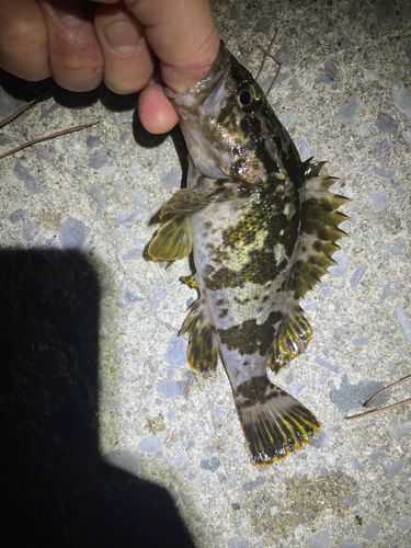 釣果
