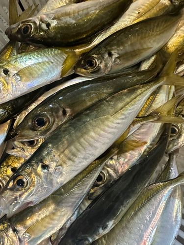 マアジの釣果
