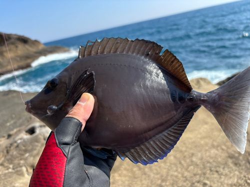 ニザダイの釣果