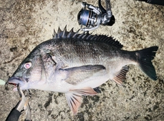 チヌの釣果