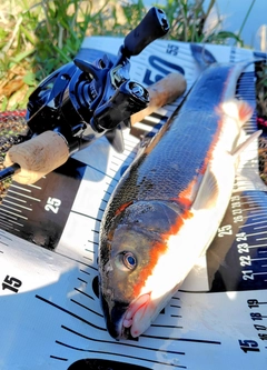 マルタウグイの釣果