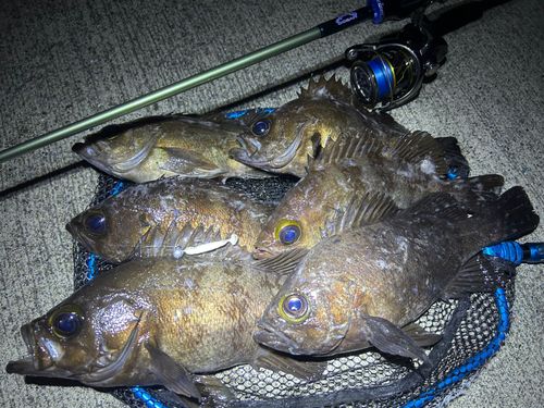 アイナメの釣果