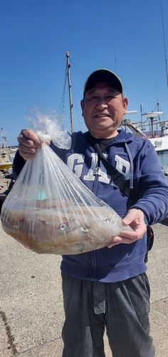 ヤリイカの釣果
