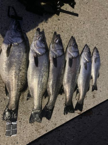 ヒラスズキの釣果