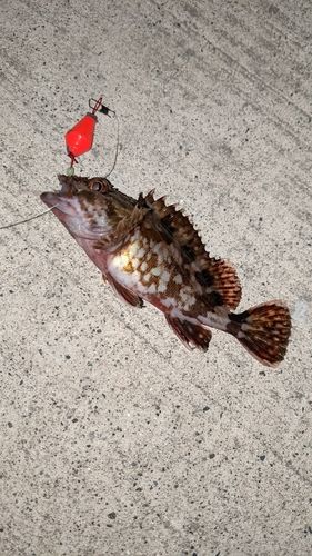 カサゴの釣果
