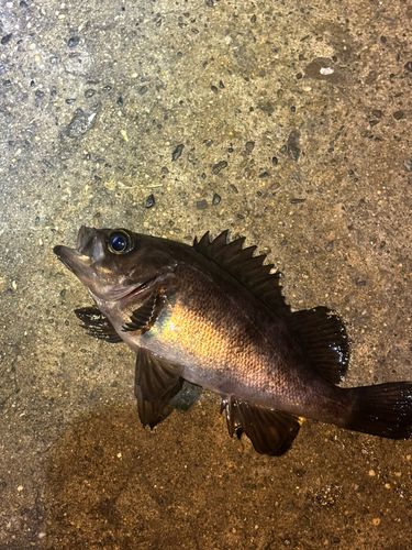 メバルの釣果