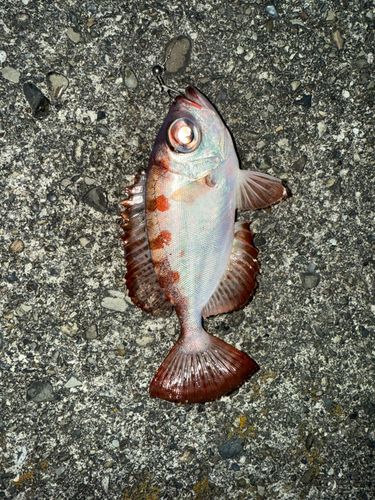 メバルの釣果
