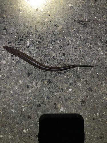 マアナゴの釣果