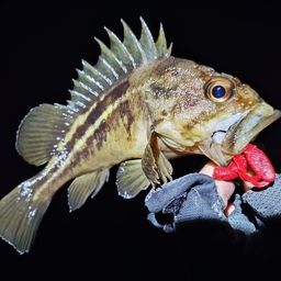シマゾイ