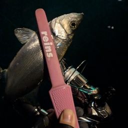 セイゴ（ヒラスズキ）