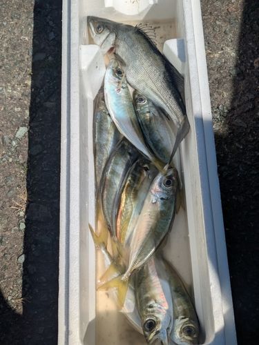 マアジの釣果
