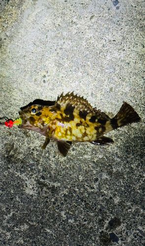 カサゴの釣果