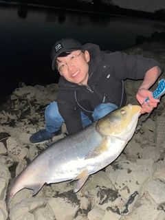 ハクレンの釣果