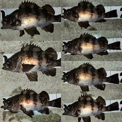メバルの釣果