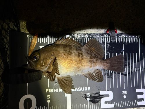メバルの釣果