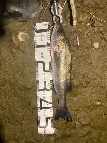 フッコ（マルスズキ）の釣果