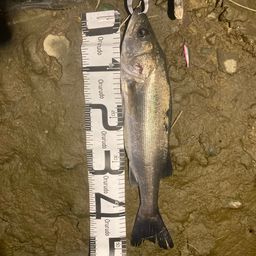 フッコ（マルスズキ）