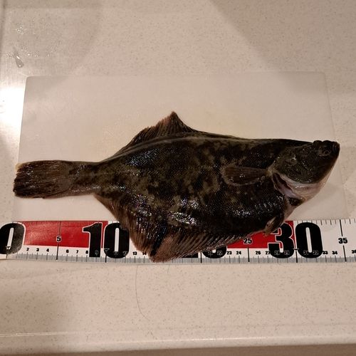 クロガレイの釣果
