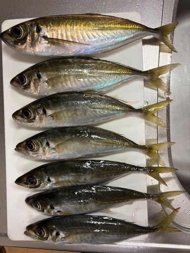 アジの釣果