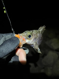 メバルの釣果