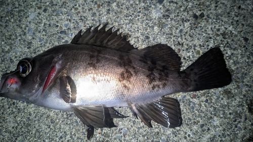 メバルの釣果