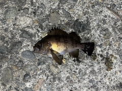 シロメバルの釣果