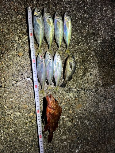 アジの釣果