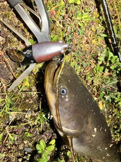ナマズの釣果