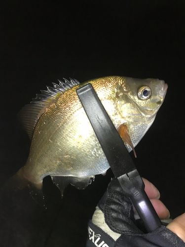 ウミタナゴ