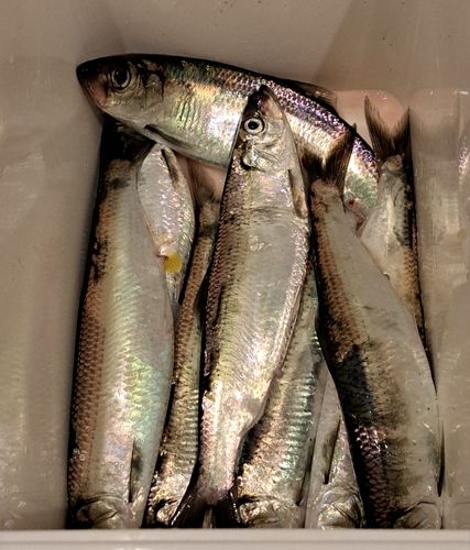 ニシンの釣果