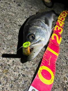 シーバスの釣果