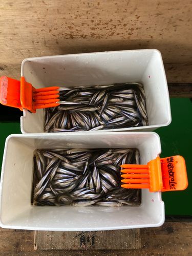 ワカサギの釣果
