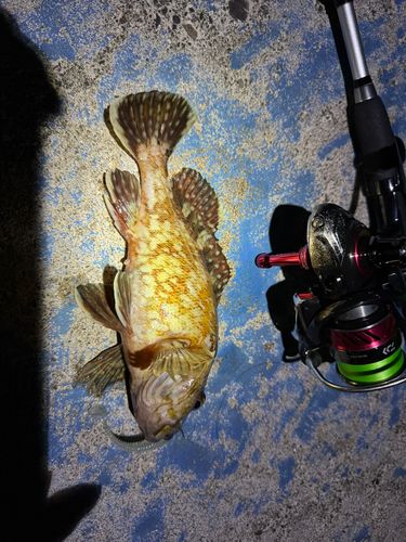 カサゴの釣果