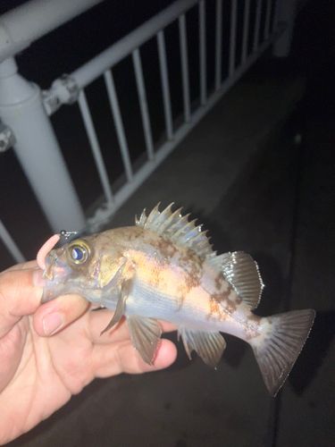 メバルの釣果
