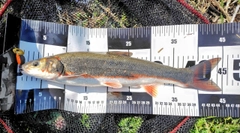 マルタウグイの釣果