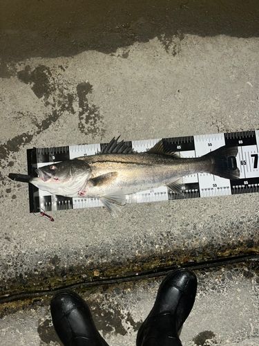 シーバスの釣果