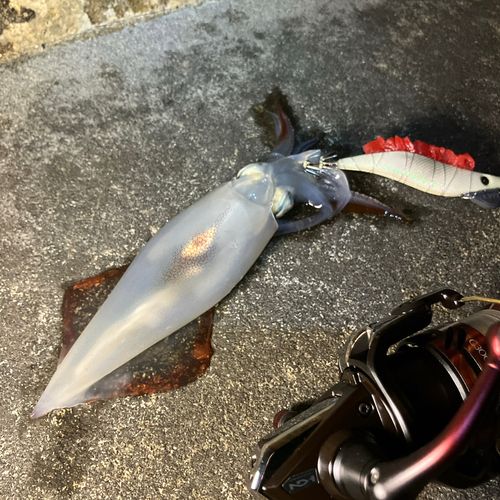 ヤリイカの釣果