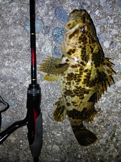 ベッコウゾイの釣果
