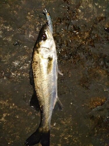 セイゴ（マルスズキ）の釣果