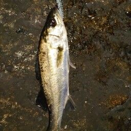 セイゴ（マルスズキ）