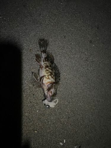 アラカブの釣果