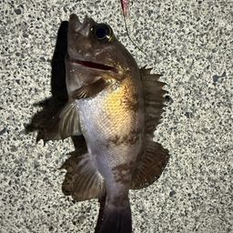 メバル