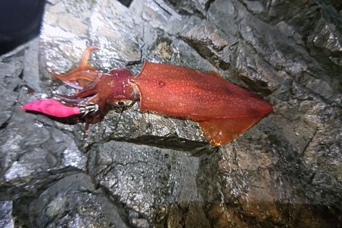 ケンサキイカの釣果