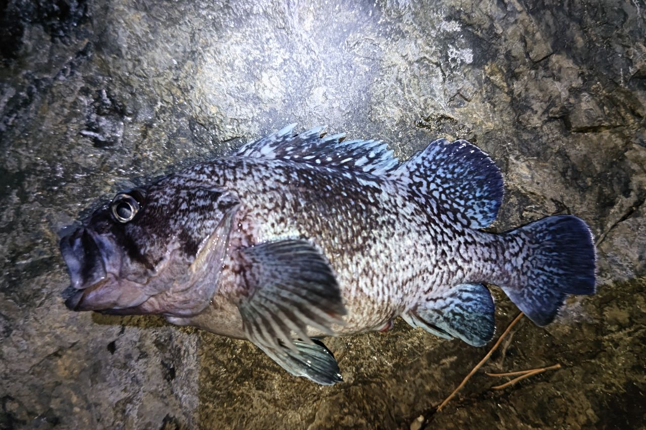 AbuGarcia ロックスイーパー・マイクロガイドシステム NRC